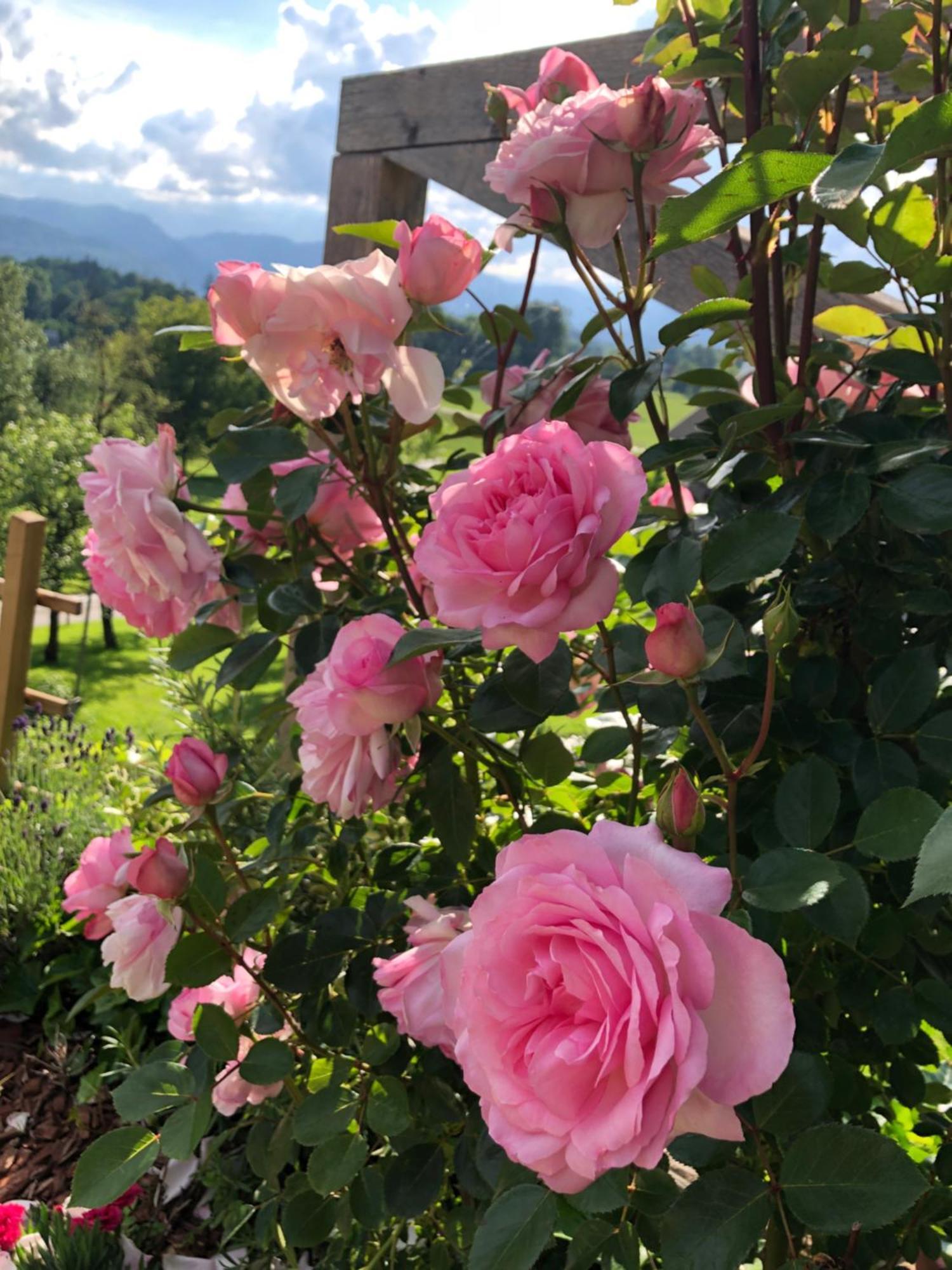 Apartma Rosa Spodnji Otok Bagian luar foto